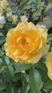 Julia Child Floribunda Rose Bush