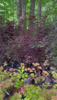 Seiryu Japanese Maple