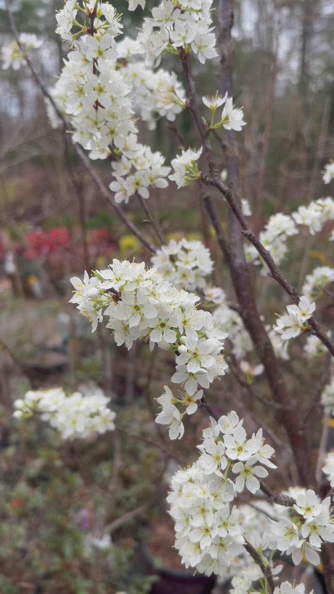 Buy Byrongold Plum Tree Plants & Trees Online | Pixies Gardens