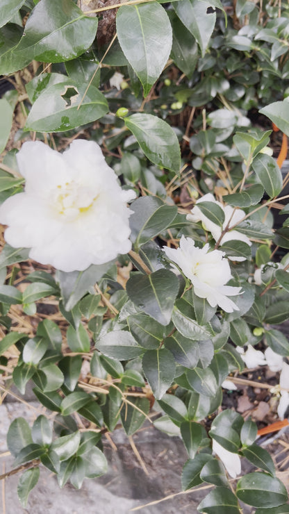 Mine-No-Yuki Camellia-Elegant Snow