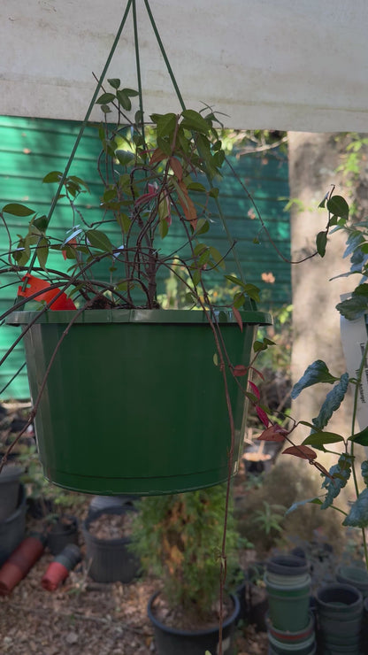 Asiatic Jasmine Hanging Basket (Live Plant)