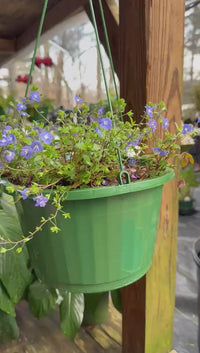 Georgia Blue Veronica