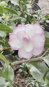 Bob's Supreme Camellia