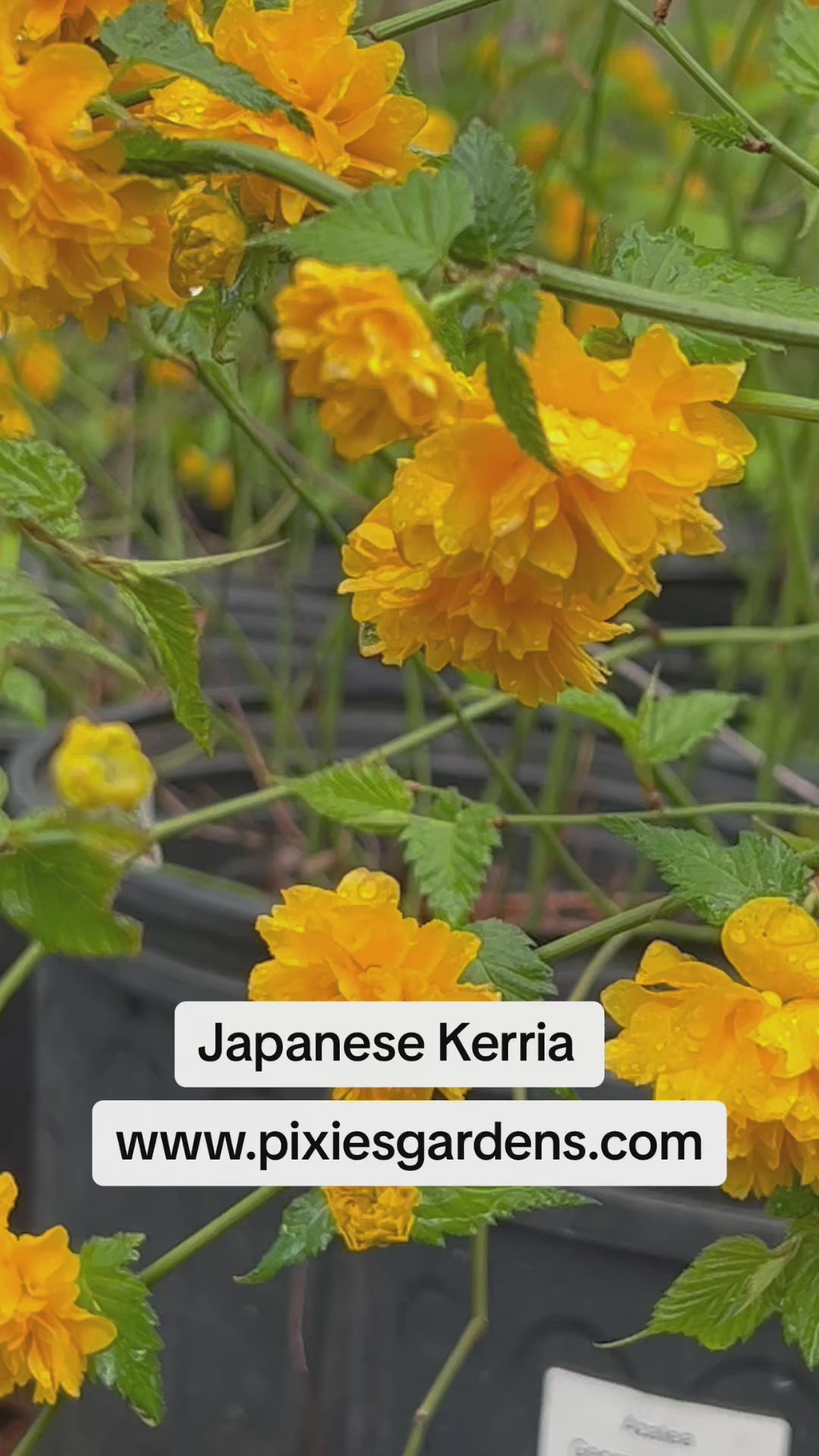 Japanese Kerria