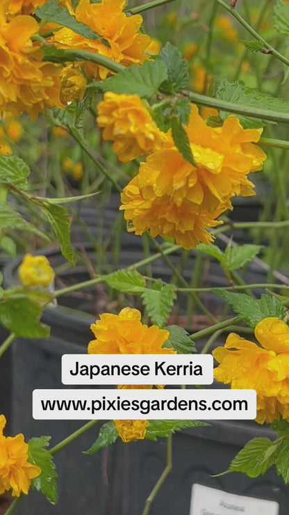 Japanese Kerria