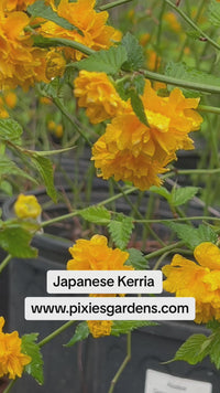 Japanese Kerria Flowering Shrub