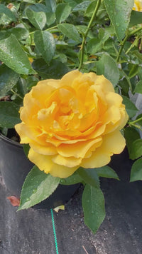 Julia Child Floribunda Rose Bush
