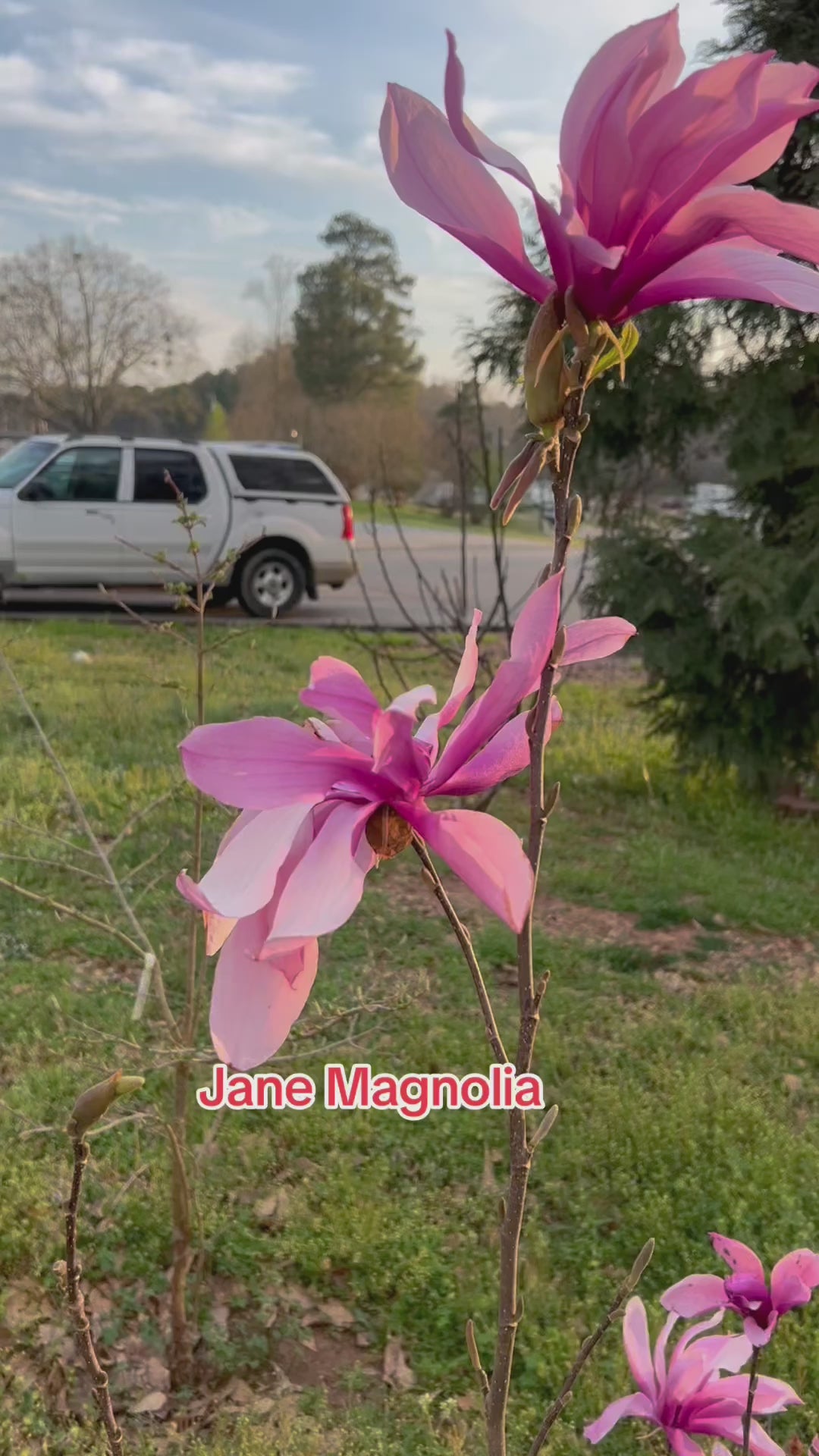 Jane Magnolia Tree