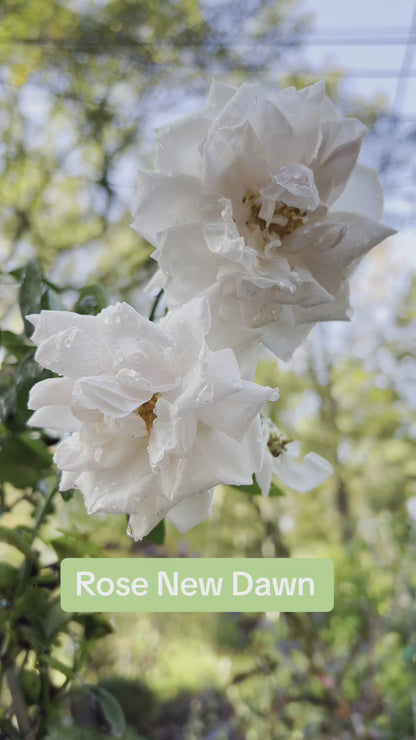 Rose New Dawn (Tripod)