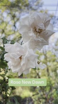 New Dawn Rose plant growing outdoors with light pink blooms and glossy leaves