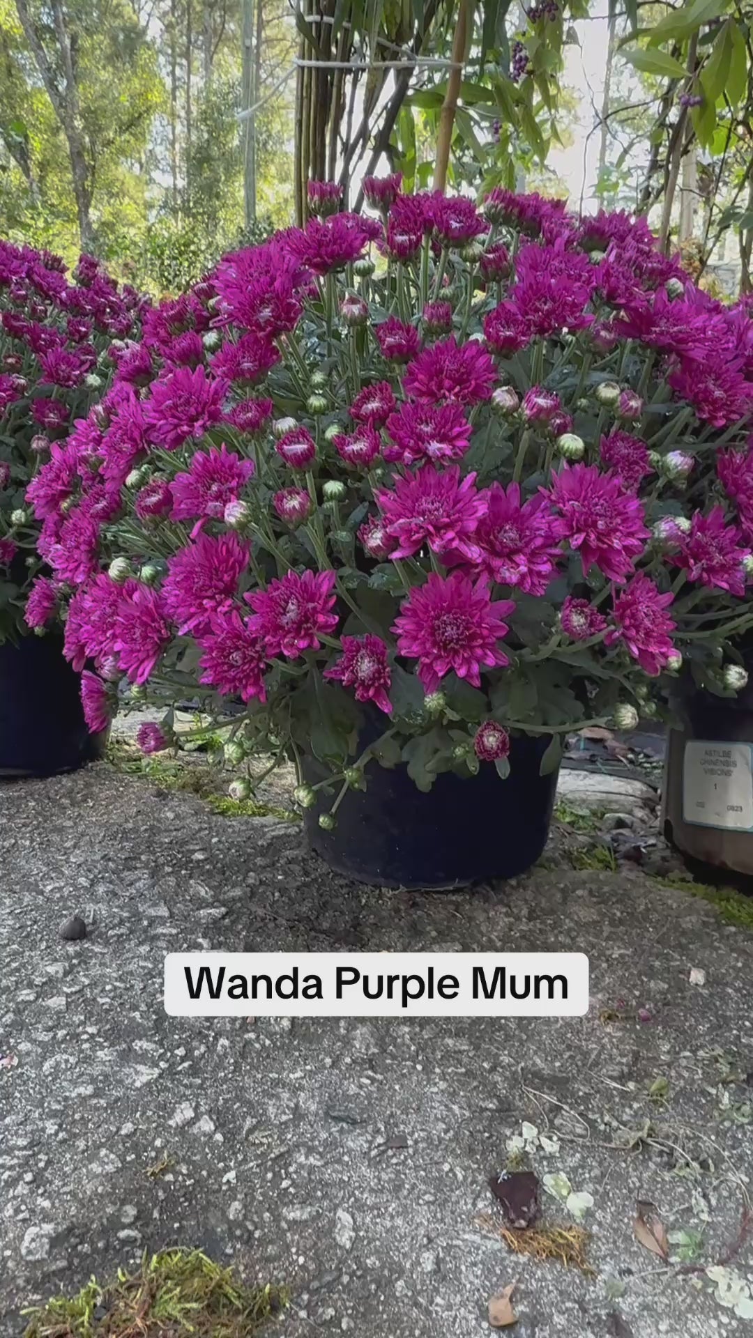Wanda Purple Mum – Hardy Fall Chrysanthemum | Vibrant Purple Garden Blooms for Pots &amp; Landscapes