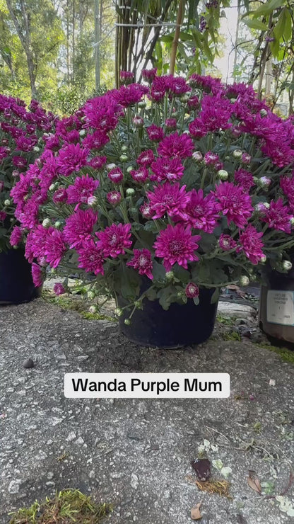 Wanda Purple Mum – Hardy Fall Chrysanthemum | Vibrant Purple Garden Blooms for Pots &amp; Landscapes