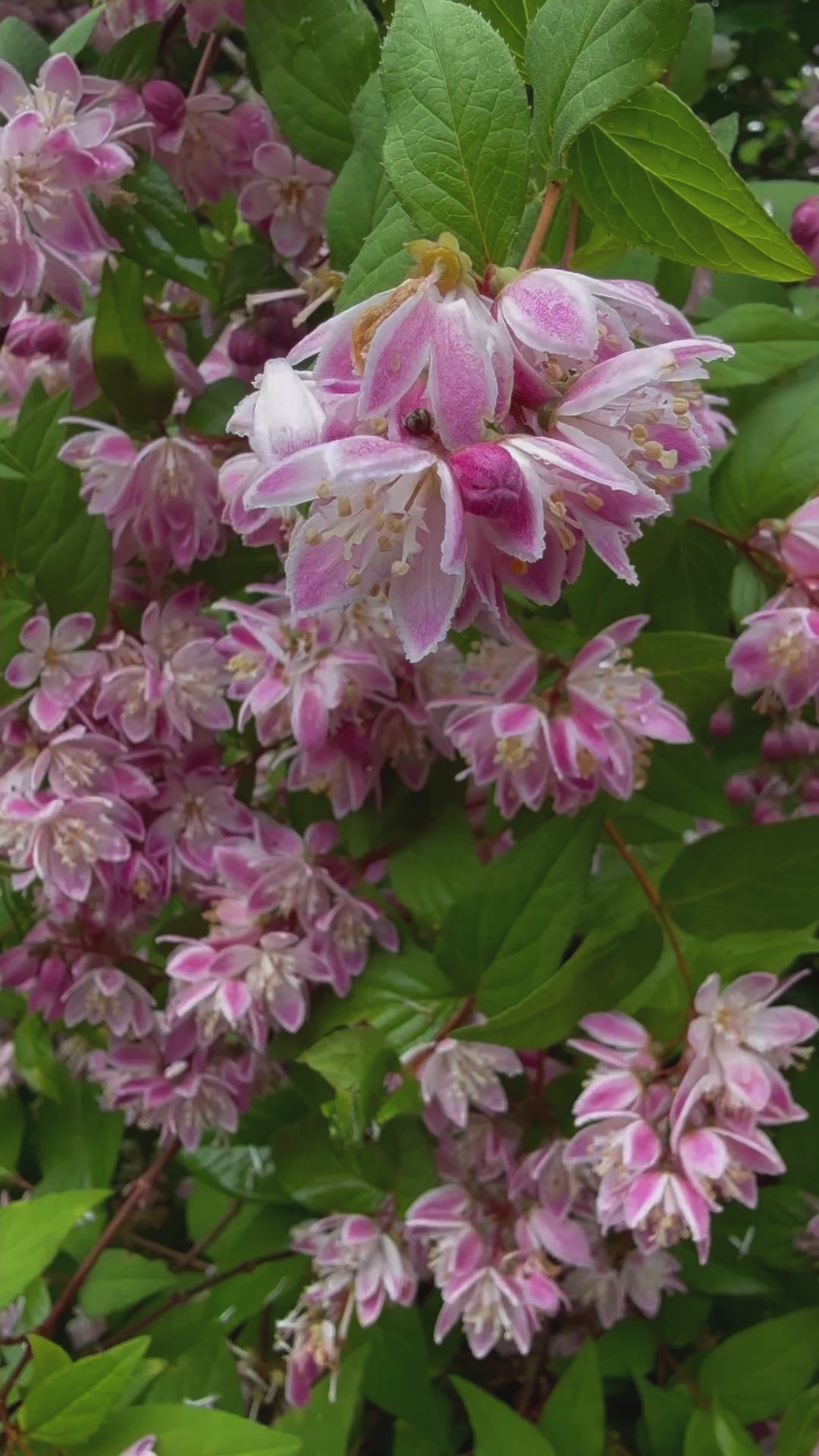 Pink Magicien Deutzia