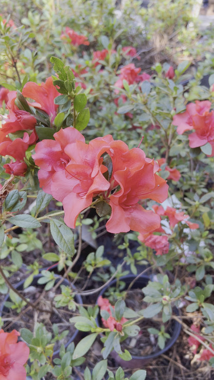 Encore Azalea Autumn Embers
