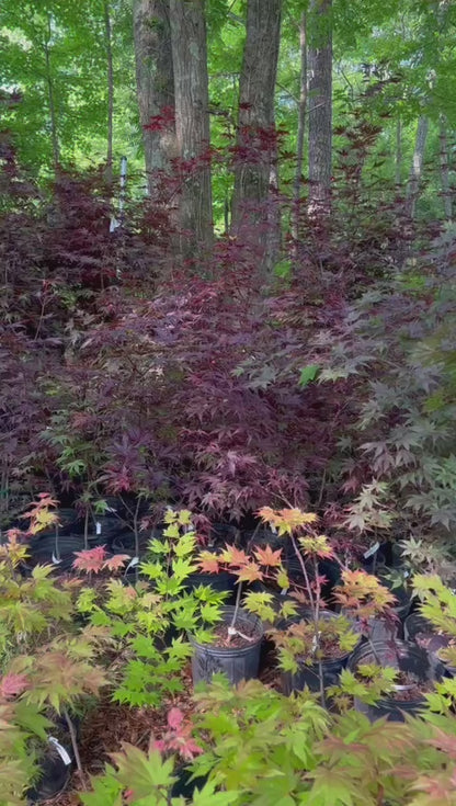Green Cascade Japanese Maple