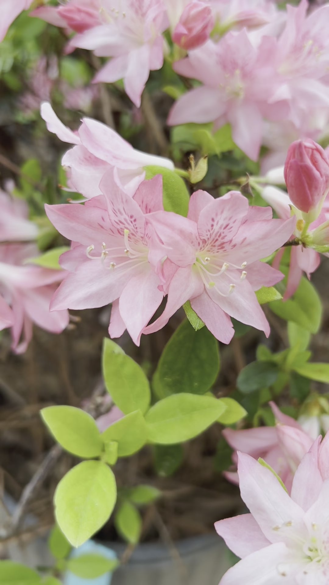 Hampton Beauty Azalea