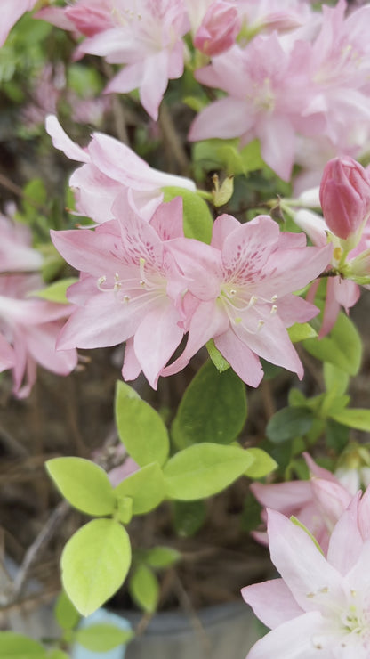 Hampton Beauty Azalea