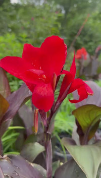 Canna 'Cannova Bronze Scarlet' Lily - [EG]
