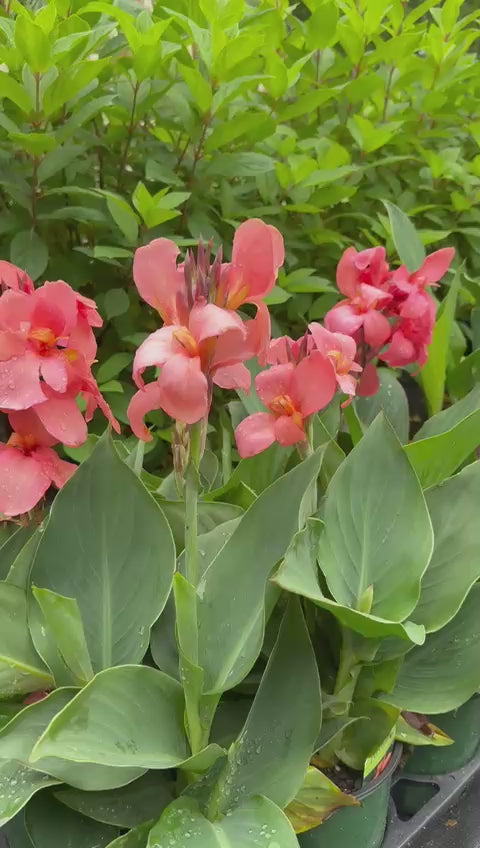 Canna Cannova Mango Lily - [EG]