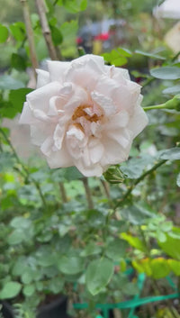 Healthy New Dawn Rose shrub showing new buds and gently unfolding blossoms
