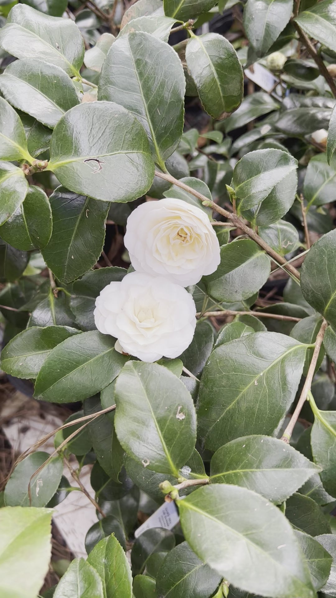 White By The Gate Camellia