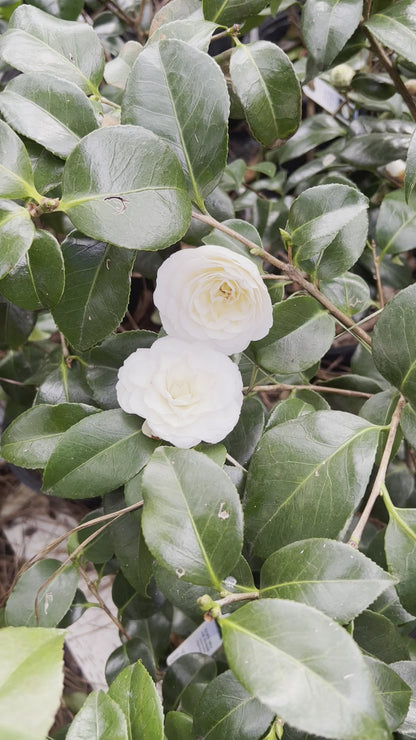 White By The Gate Camellia