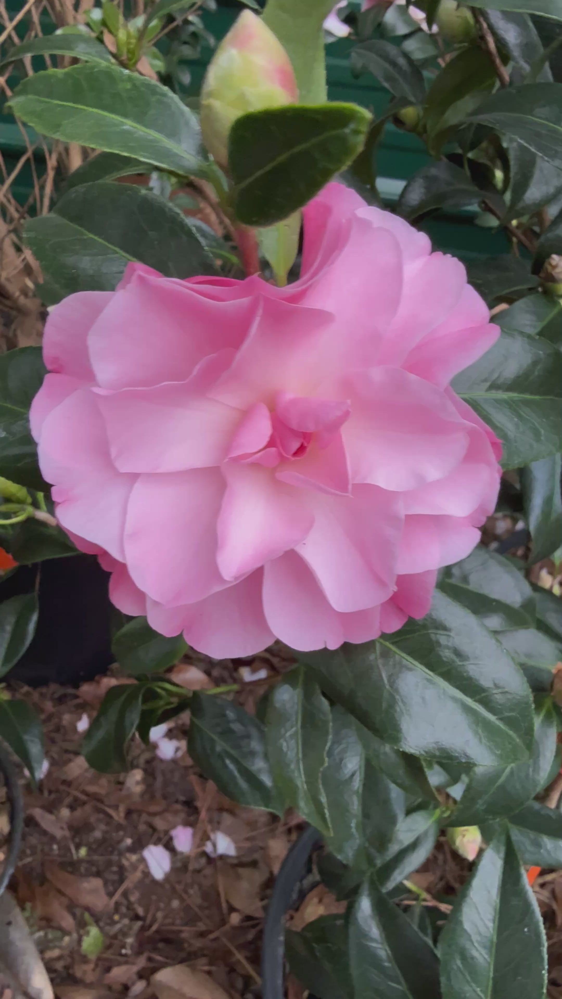 Buttons &amp; Bows Camellia Japonica