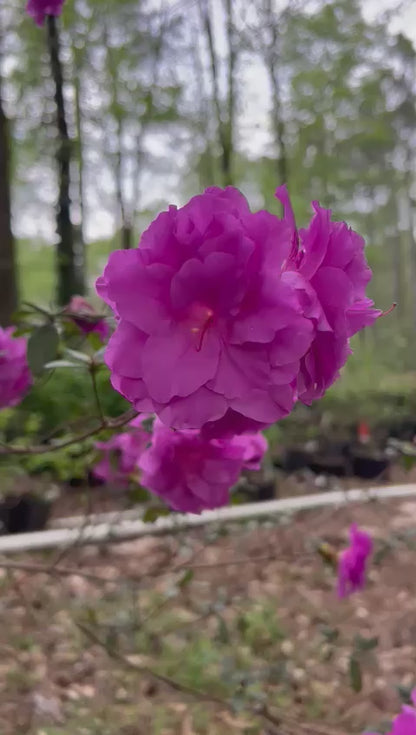 Amelia Rose Hybrid Azalea