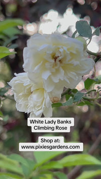 White Lady Banks Rose - Thornless White Climbing Rose