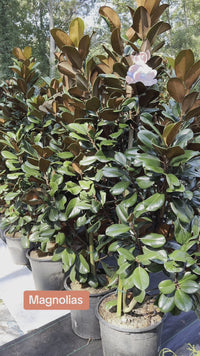 Teddy Bear Southern Magnolia Tree