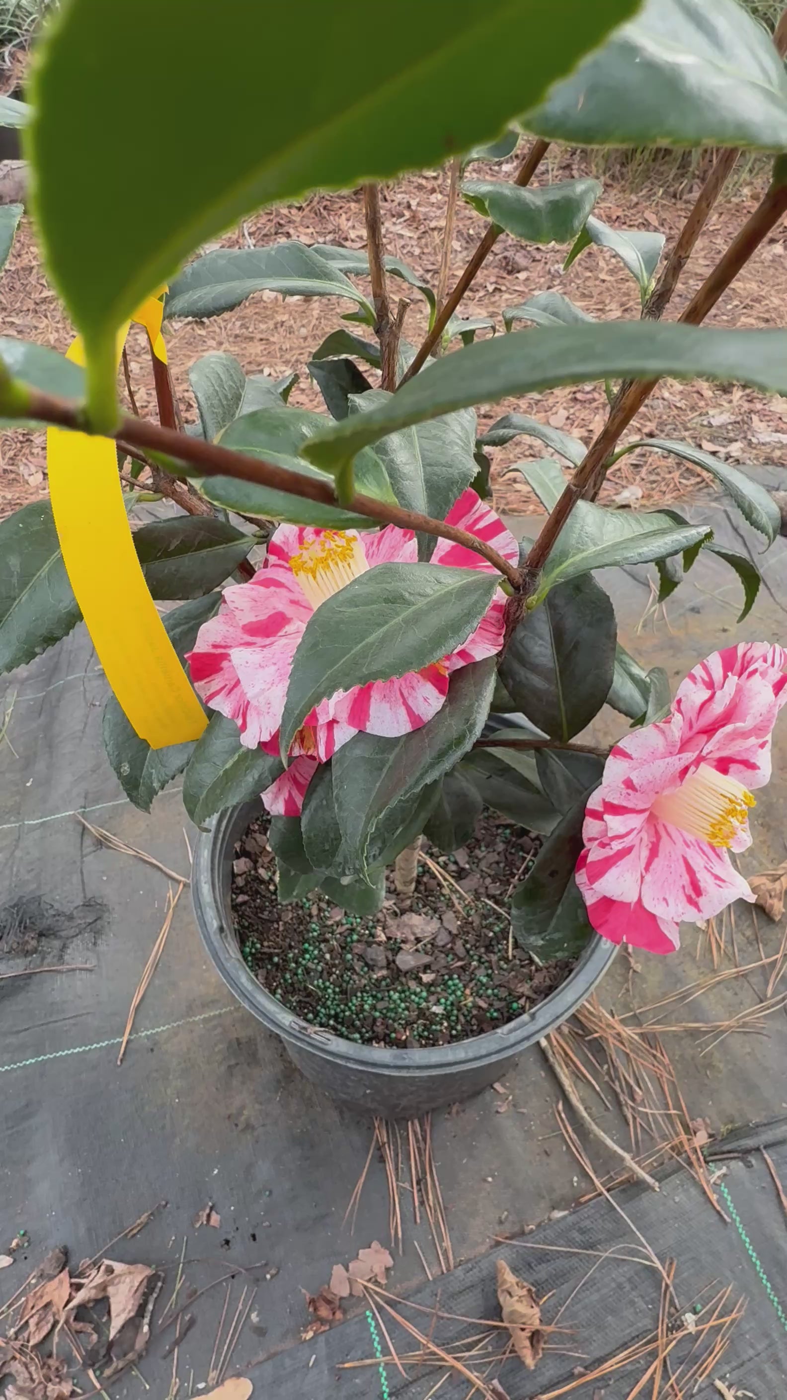 Tricolor Camellia