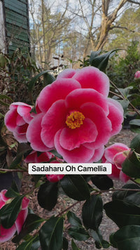 Camellia japonica Sadaharu Oh