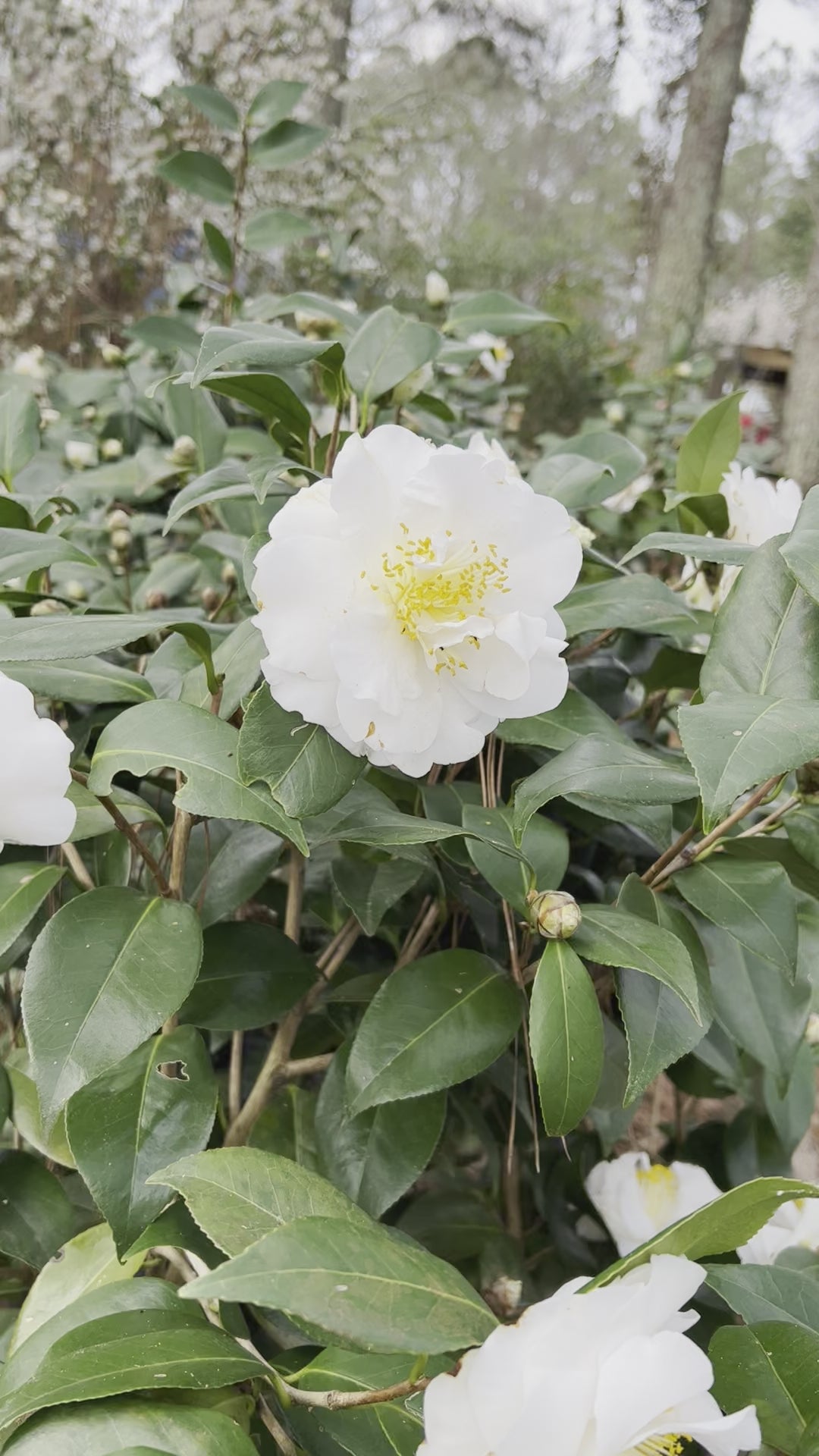 Victory White Camellia Japonica