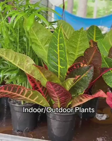Arboricola Umbrella Plant in Special Planter - Live Indoor Plant