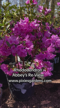 Abbey's Re-View' Rhododendron  Native Azalea
