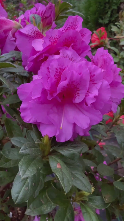 Majesty Encore Azalea