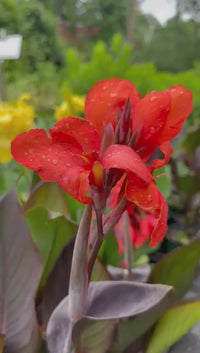 Canna 'Cannova Bronze Orange' Canna Lily - [EG]