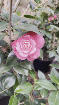 Fresh blooming pink camellia on an evergreen shrub - perfect for landscapes
