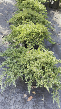 Procumbens Nana Juniper Plant