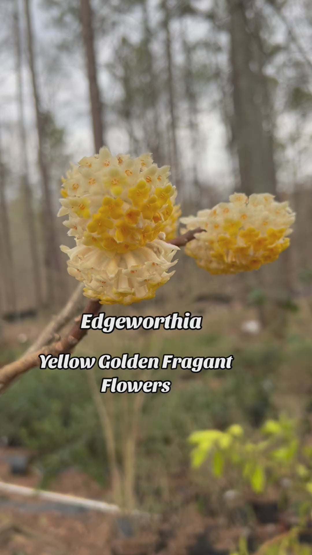 Edgeworthia Plant for Sale | Paperbush Shrub with Fragrant Winter Blooms | Live Edgeworthia Chrysantha | Pixies Gardens