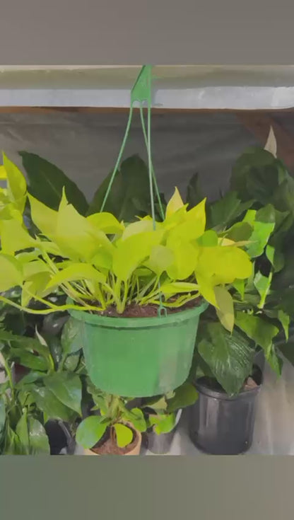 Golden Pothos Hanging Baskets