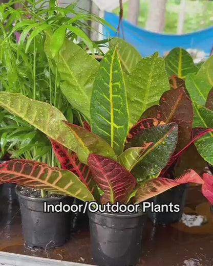 Petra Croton (Live Indoor Plant)