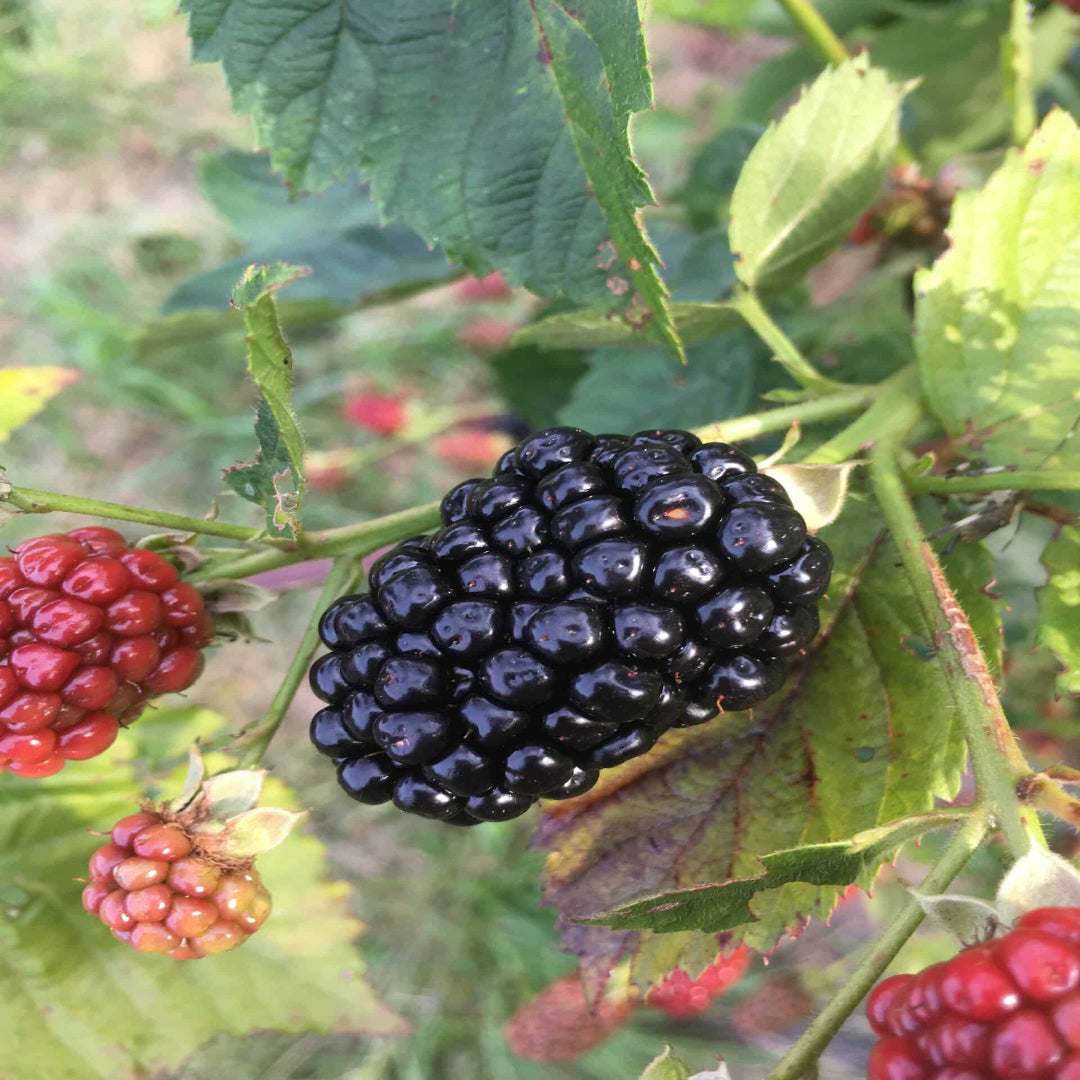 Prime Ark Freedom Blackberry