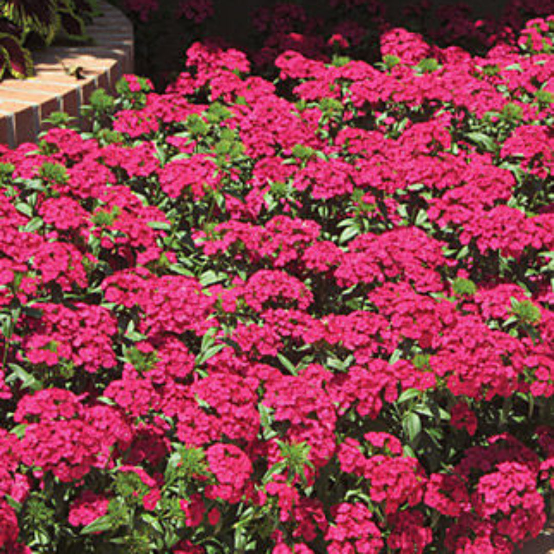 Dianthus &