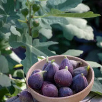 Lousiana Purple Fig