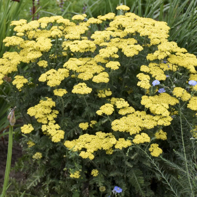 Achillea Firefly Collection &