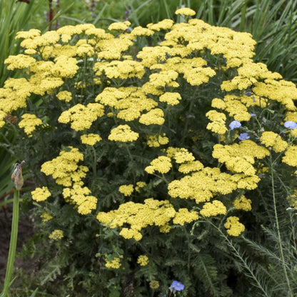 Achillea Firefly Collection &