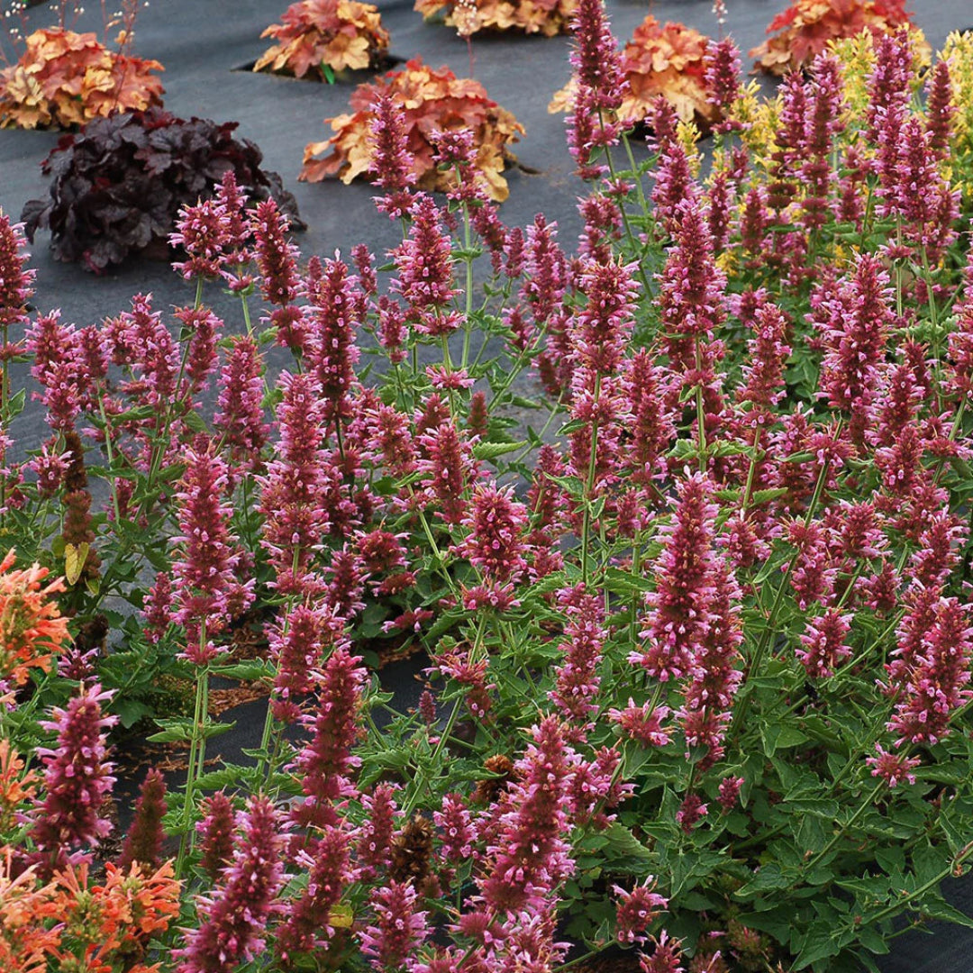 Agastache Poquito™ Series ‘Lavender’ Hyssop