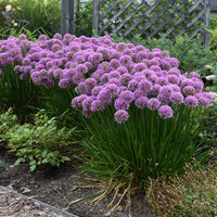 Allium 'Millenium' Ornamental Onion - [EG]