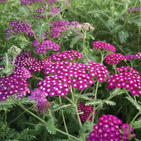Achillea New Vintage Series 'Violet' - [EG]